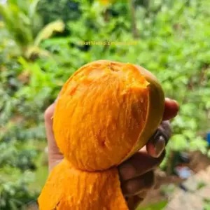 ২৫ কেজি হিমসাগর আম
